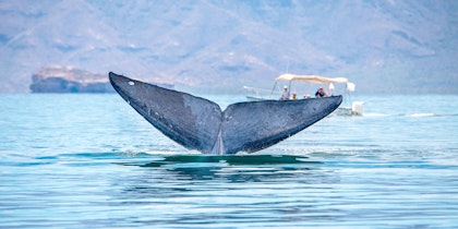 Baja California Rundreise - Image 4