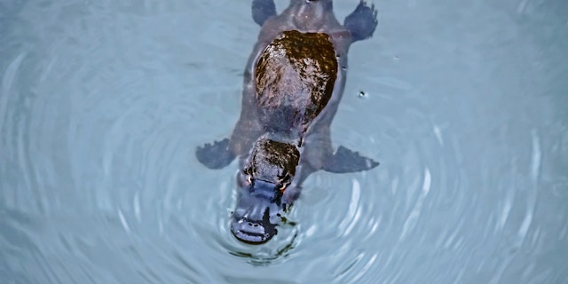 Eungella National Park-2