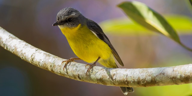 Eungella National Park-4