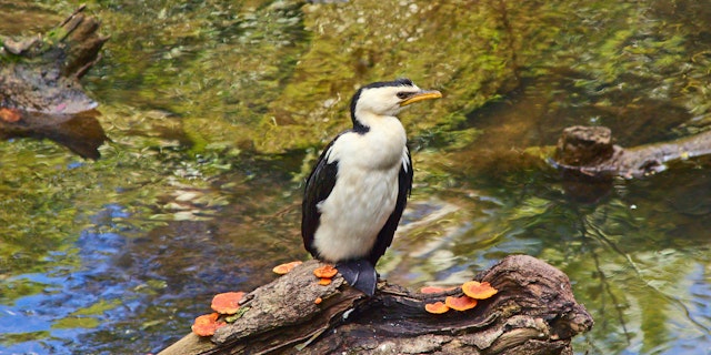 Eungella National Park-5