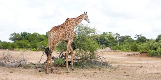 Thornybush Game Reserve-1