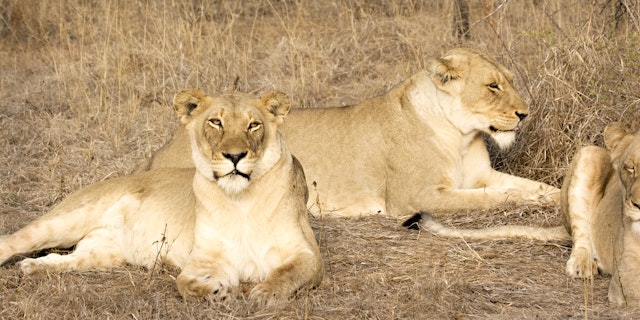 Thornybush Game Reserve-4