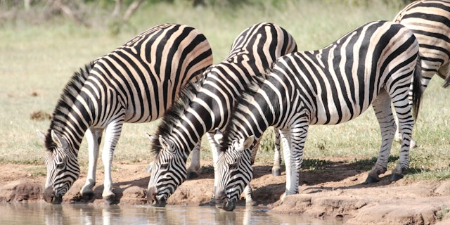 Thornybush Game Reserve-2