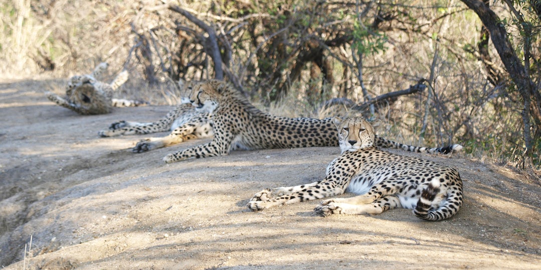 Kruger Nationalpark Safari in Südafrika