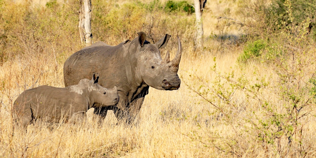 Safari Abenteuer im Norden