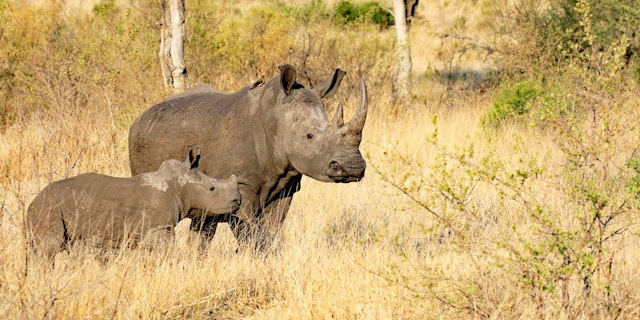 Thornybush Game Reserve-0