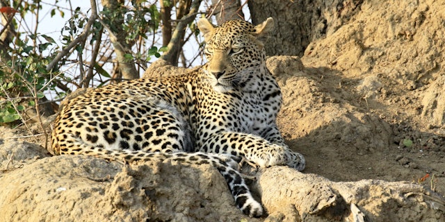 Thornybush Game Reserve-1