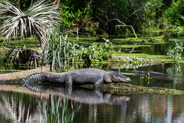 Florida-2