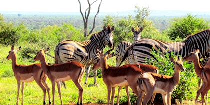 Abenteuerliche Südafrika & Mauritius Safari - Image 4