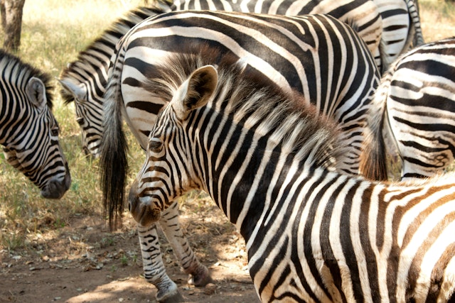 Marloth Park-2