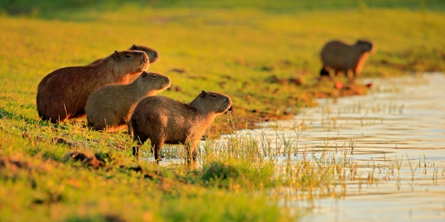 Southern Pantanal-3