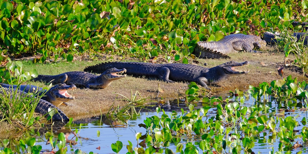 Iguazú-Wasserfälle & Pantanal: 2-Wochen Brasilien-Tour