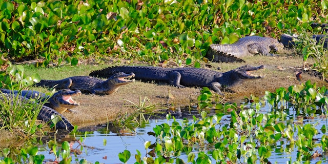 Iguazú-Wasserfälle & Pantanal: 2-Wochen Brasilien-Tour