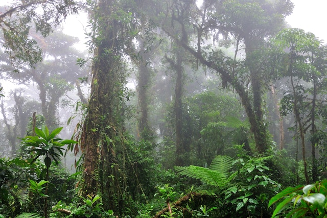 Monteverde-1