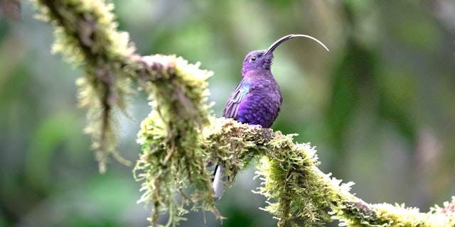 Monteverde-2