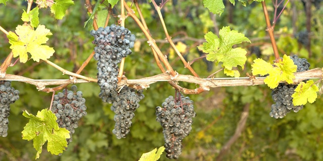 Napa Valley-4