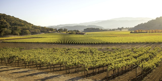 Napa Valley-9