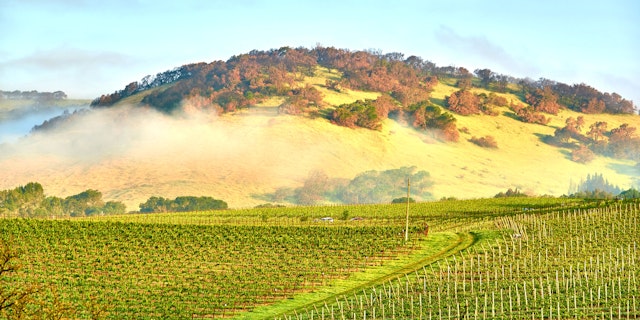 Napa Valley-6