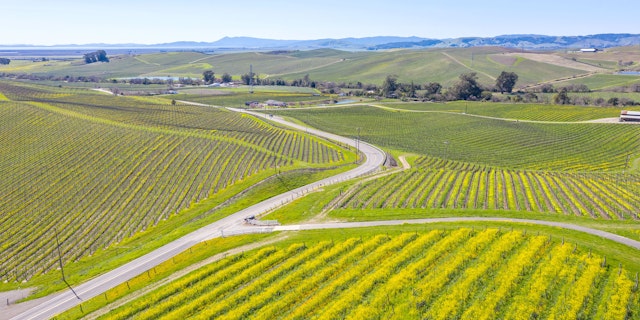 Napa Valley-7