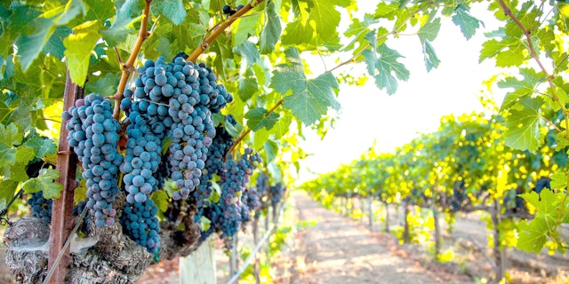 Napa Valley-1