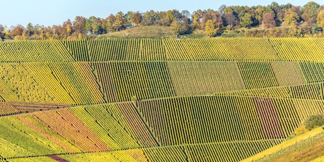 Napa Valley-2