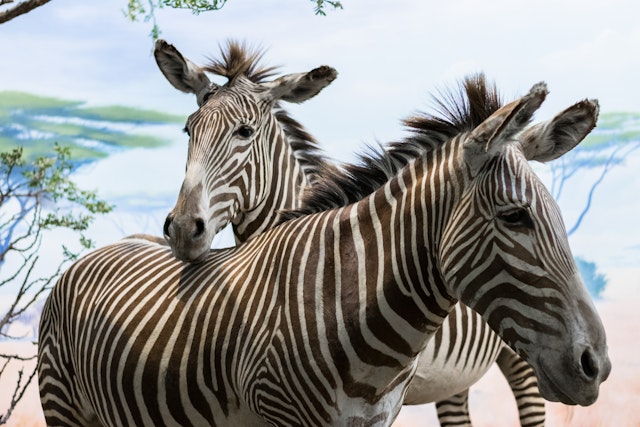 Etosha ouest-1