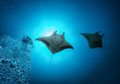 Luxus Malediven Urlaub im Wasserbungalow - Image 4