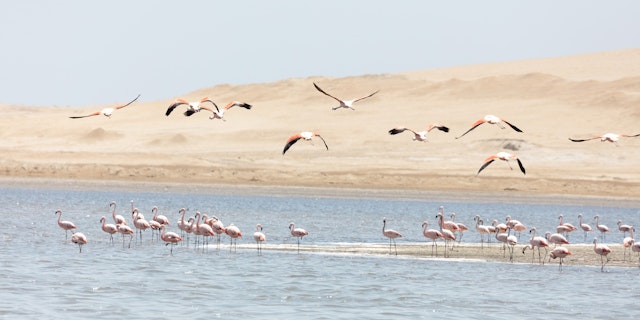 Paracas-5
