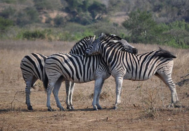 Rhino Coast Guest House