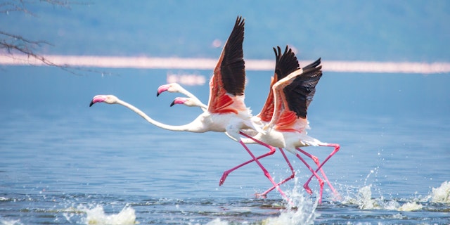 Lake Elmenteita-1
