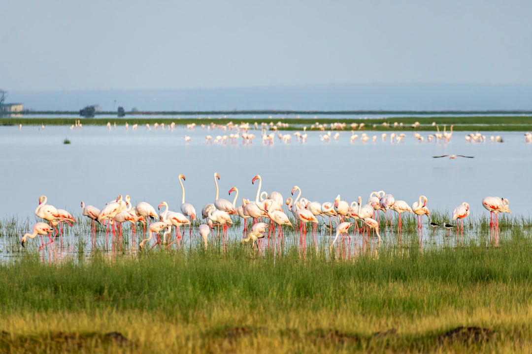 Privatgeführte Kenia Safari - 2 Wochen