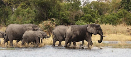 Une semaine au Botswana - Image 3