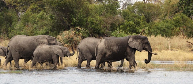 Une semaine au Botswana