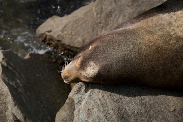 Monterey-3