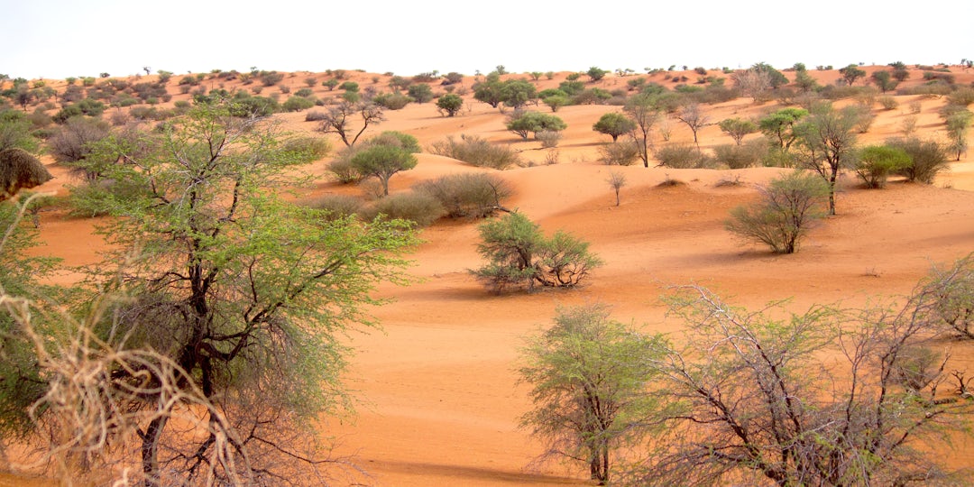 Safari en Namibie en famille