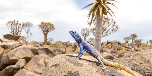 Intu Afrika Kalahari Game Reserve-2