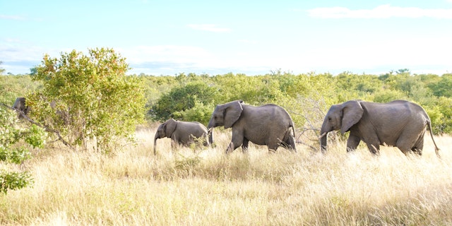 Klaserie Private Game Reserve-4