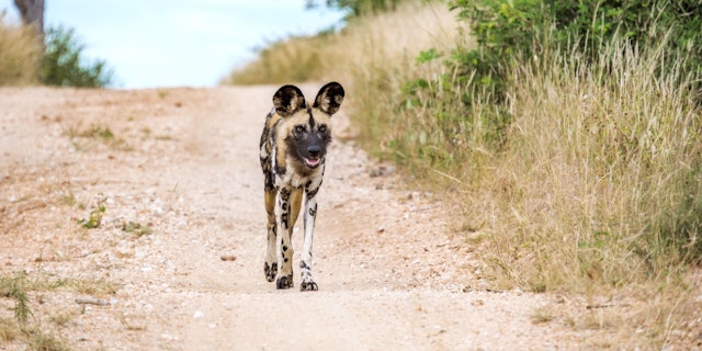 Klaserie Private Game Reserve-2