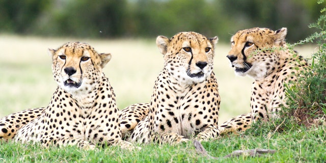 Ol Pejeta Conservancy-2