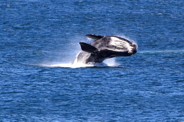 Südafrika: Wildnis, Safaris und Garden Route