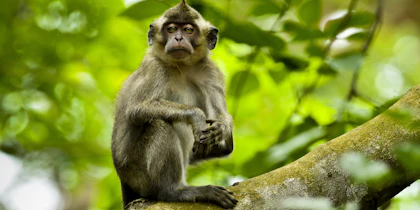 Circuit découverte à l'île Maurice - Image 4