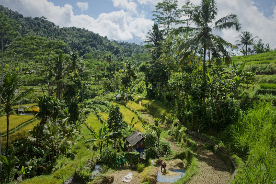 2 Wochen Bali Reise mit Guide über Ubud