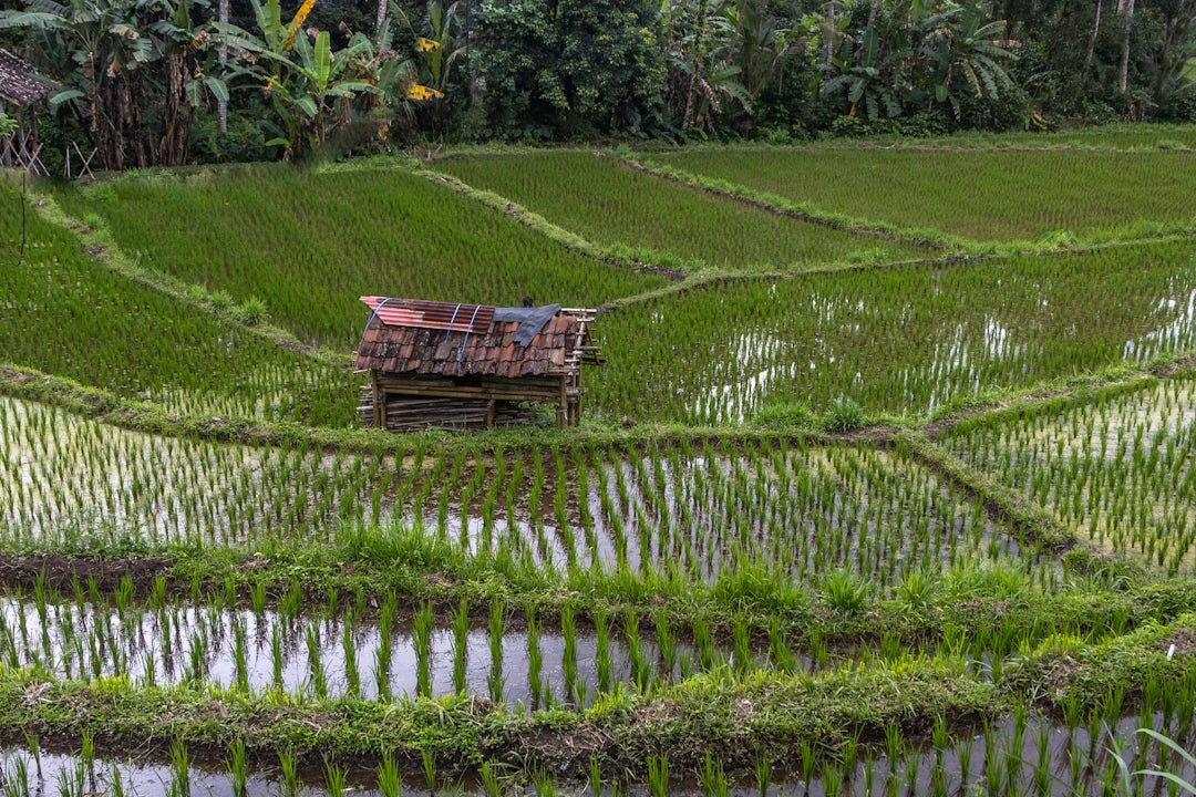 Voyage sur les îles d'Indonésie : Bali, Gili, et Lombok