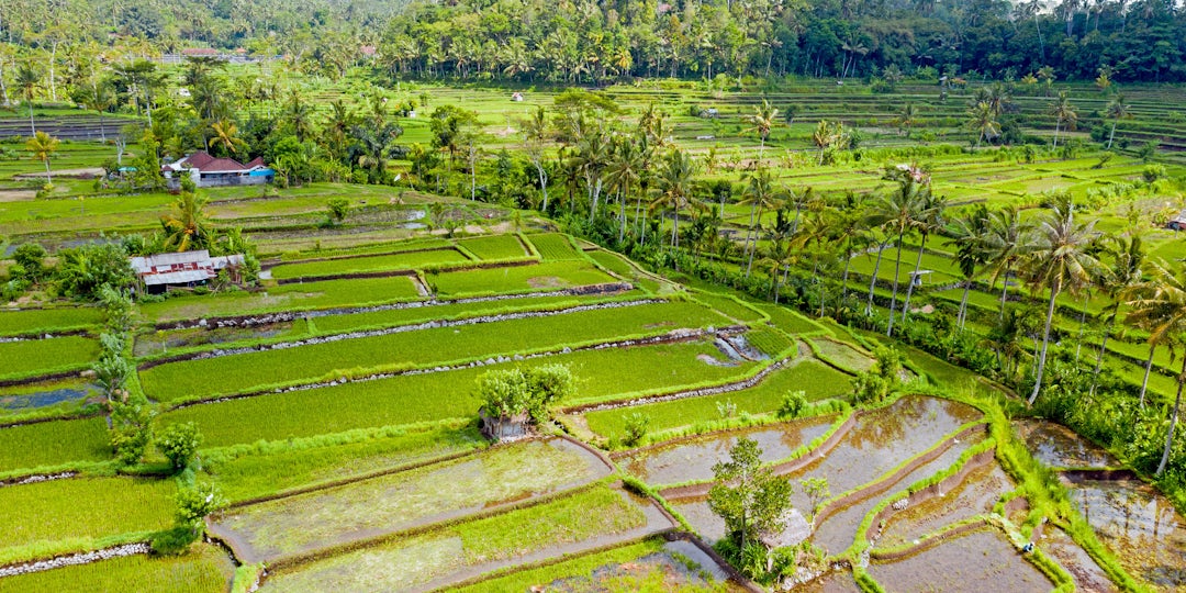 2 Wochen Bali Reise mit Guide über Ubud