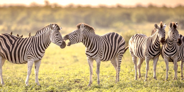 Southern Kruger-0