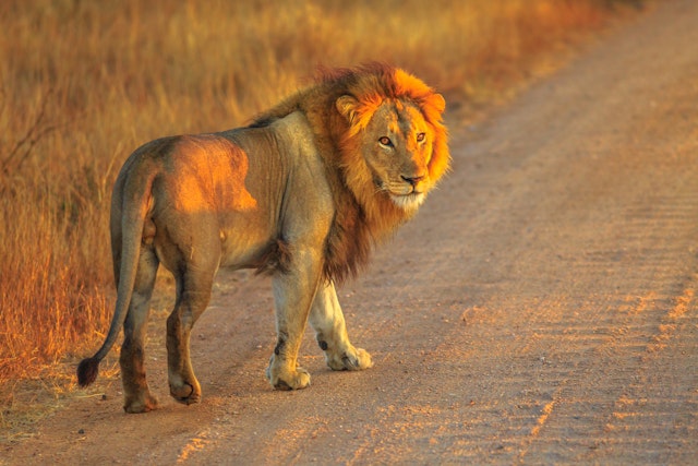 Southern Kruger-1
