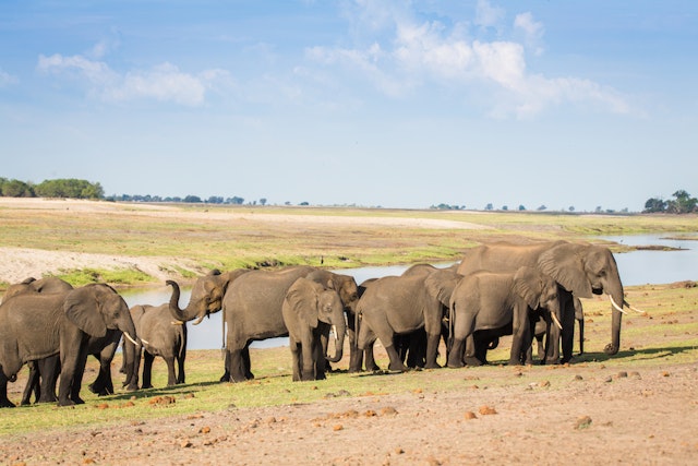 Pioneers, Victoria Falls