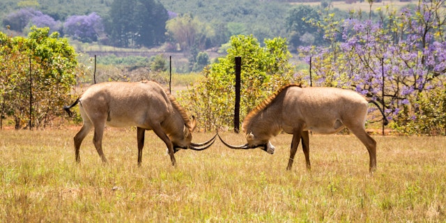 Privatsafari zwischen Drakensberg und Johannesburg