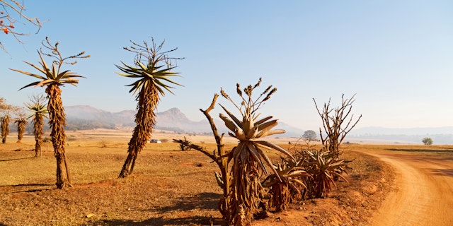 Safari Abenteuer im Norden