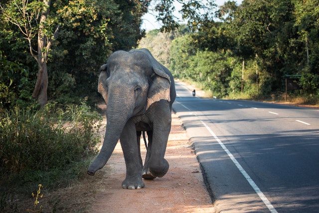 Dambulla-5